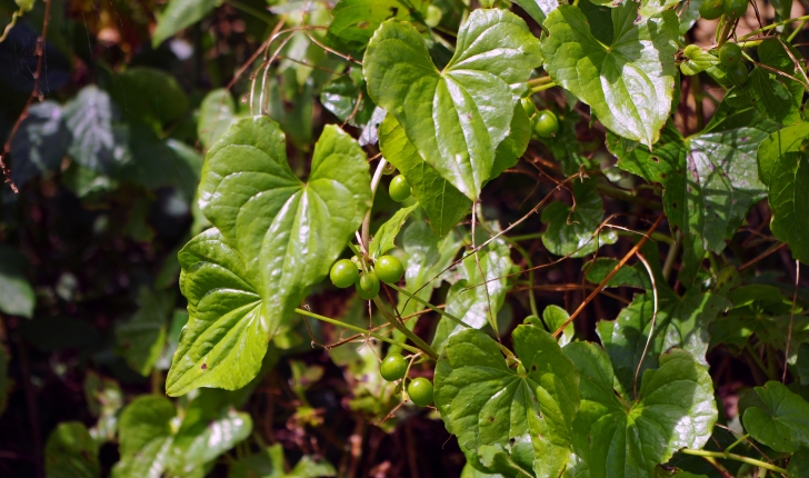 Dioscorea comunis (L.)