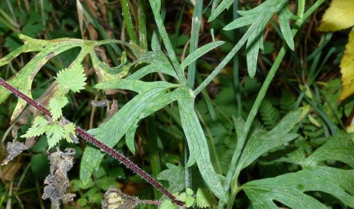 Ranunculus sp.