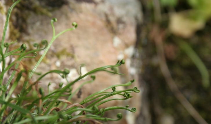 Asplenium septentrionale