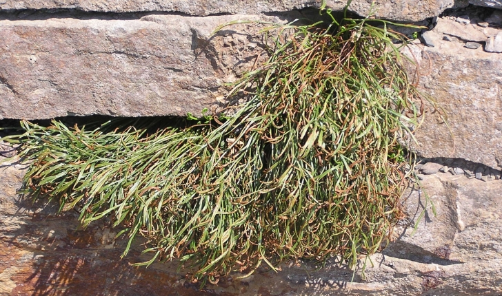 Asplenium septentrionale