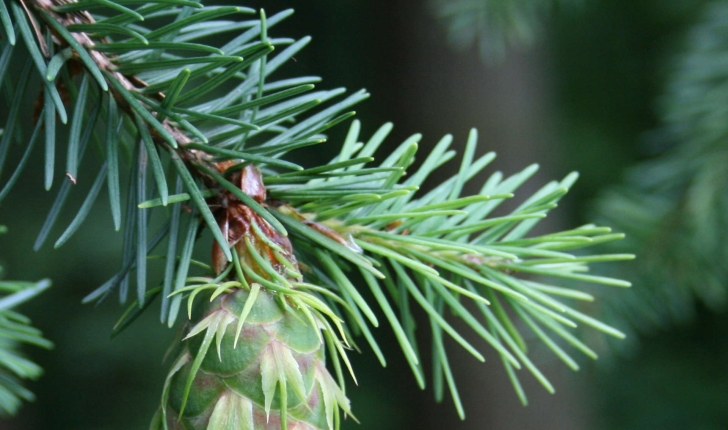 Pseudotsuga menziesii (Mirb.) Franco, 1950