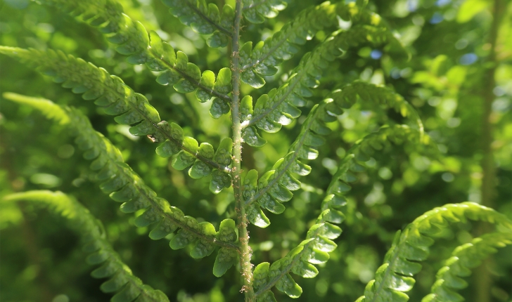 Dryopteris oreades, Fomin, 1911