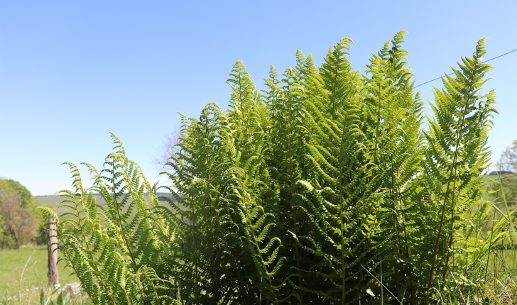 Dryopteris oreades, Fomin, 1911