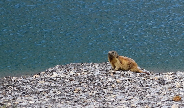 Marmota marmota (Linnaeus, 1758)