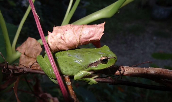 Hyla meridionalis (Boettger, 1874)