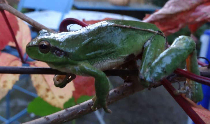 Hyla meridionalis (Boettger, 1874)