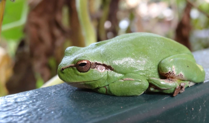 Hyla meridionalis (Boettger, 1874)