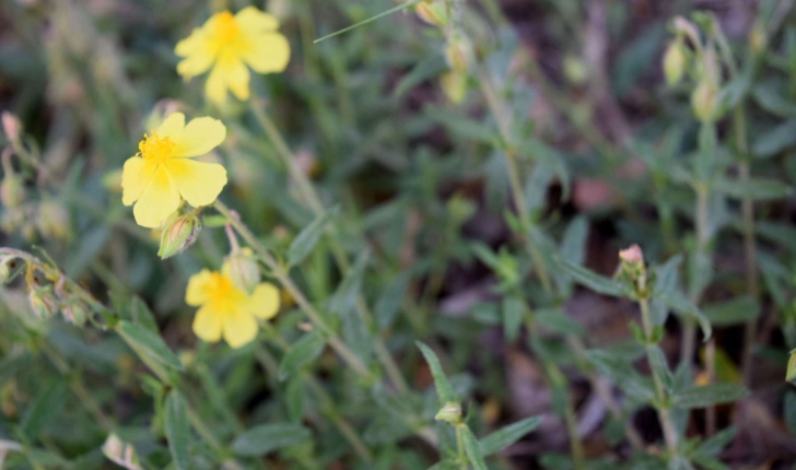 Helianthemum nummularium (L.) Mill., 1768