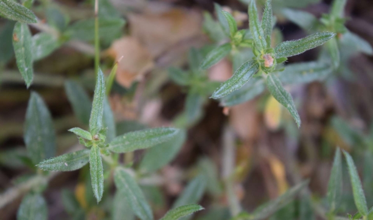 Helianthemum nummularium (L.) Mill., 1768
