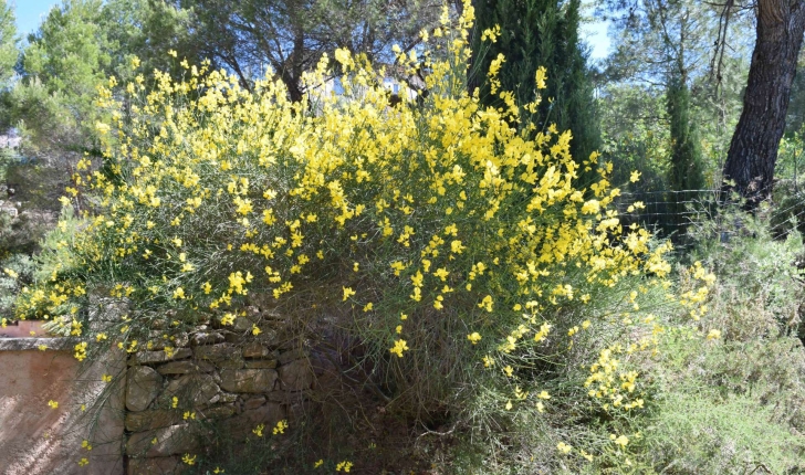 Spartium junceum (Linné, 1753)