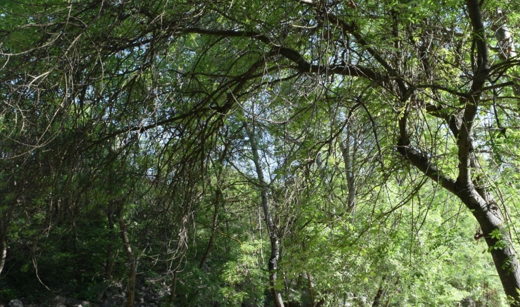 Fraxinus angustifolia Vahl 