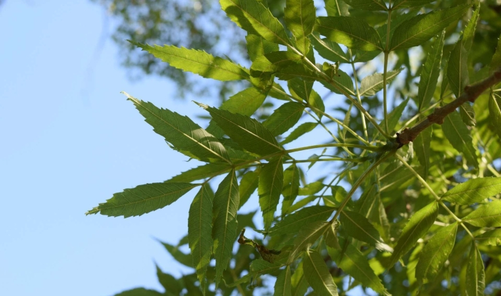 Fraxinus angustifolia Vahl 