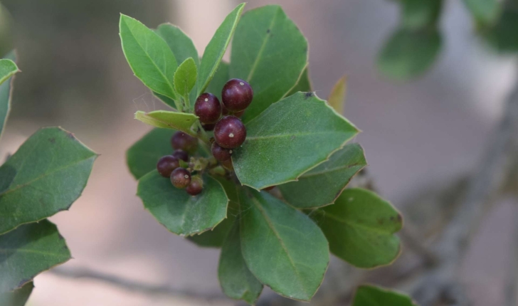Rhamnus sp 
