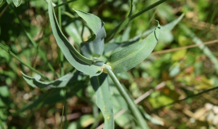 Silene vulgaris (Moench) Garcke, 1869