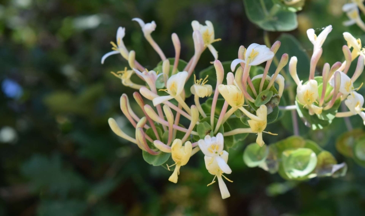 Lonicera implexa (Aiton, 1789)