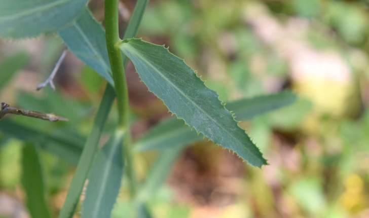 Euphorbia serrata L., 1753