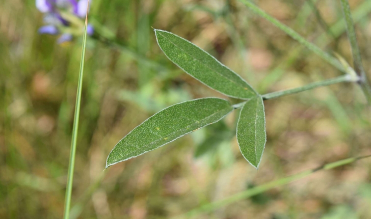 Bituminaria bituminosa (L.) C. H. Stirt., 1981