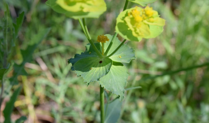 Euphorbia serrata L., 1753