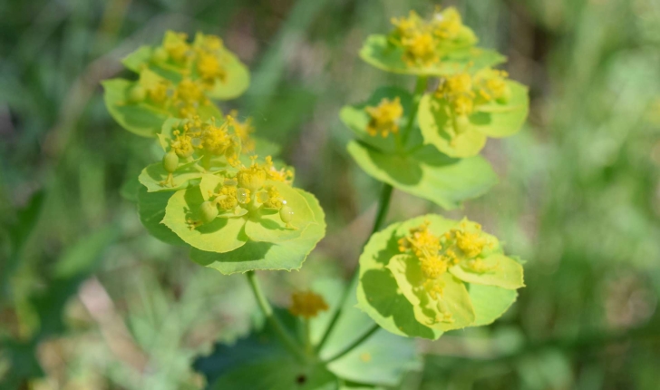 Euphorbia serrata L., 1753