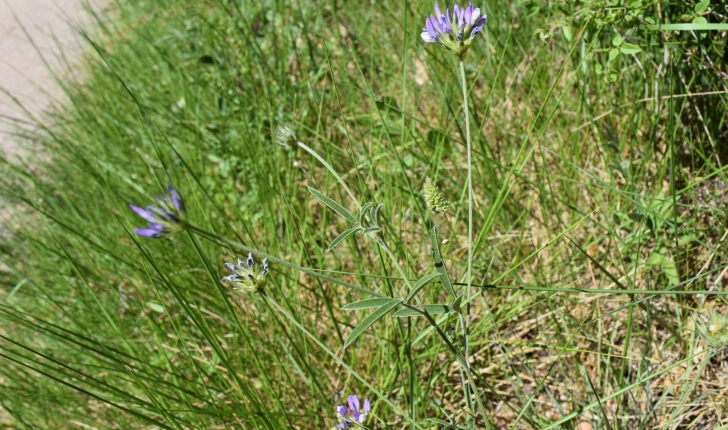 Bituminaria bituminosa (L.) C. H. Stirt., 1981