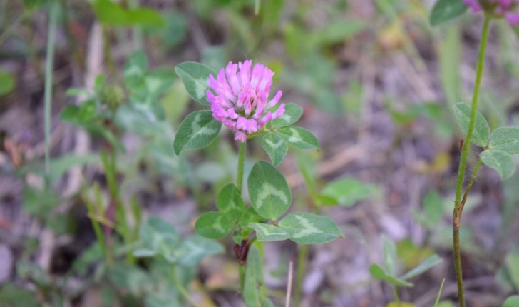Trifolium pratense L., 1753
