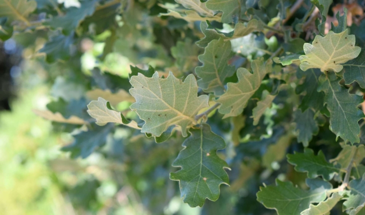 Quercus pubescens (Wild, 1805)