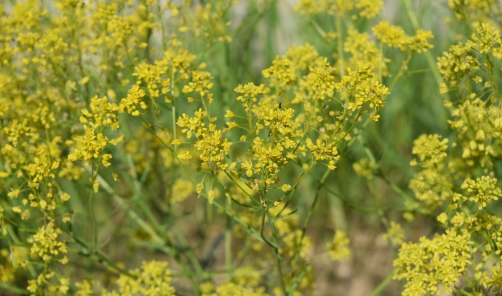 Isatis tinctoria L.