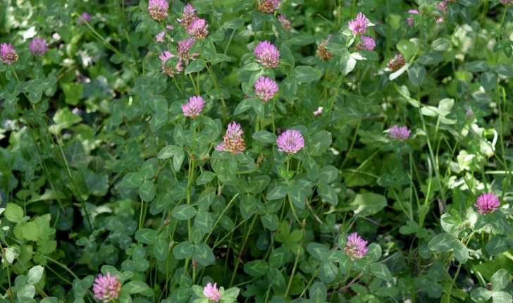 Trifolium pratense L., 1753