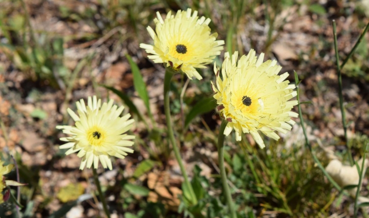 Urospermum dalechampii (Scop. ex F.W.Schmidt, 1795)