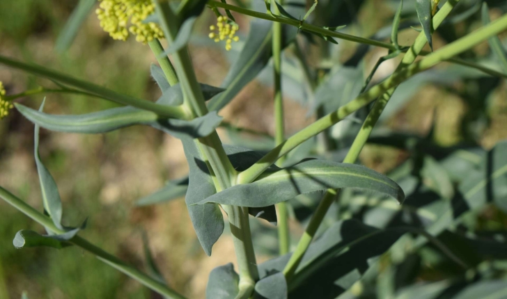 Isatis tinctoria L.