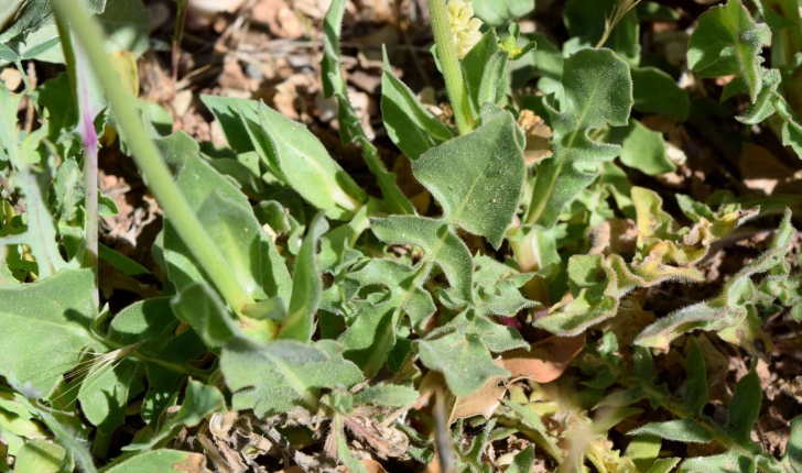 Urospermum dalechampii (Scop. ex F.W.Schmidt, 1795)