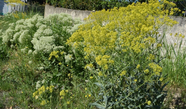 Isatis tinctoria L.