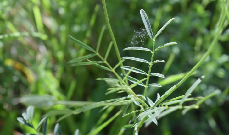 Onobrychis sp. (Mill.)