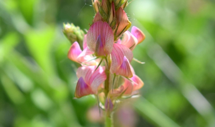 Onobrychis sp. (Mill.)