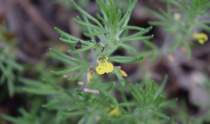 Ajuga chamaepitys (L.) Schreb.