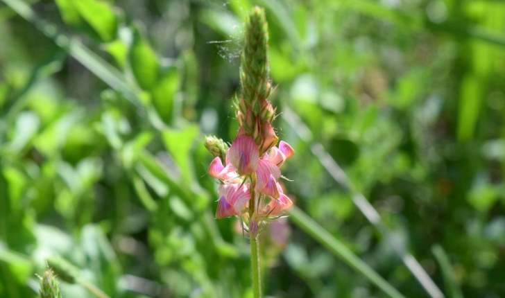 Onobrychis sp. (Mill.)