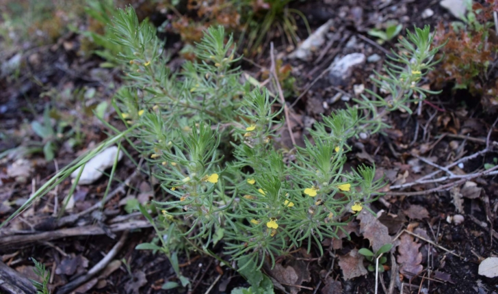 Ajuga chamaepitys (L.) Schreb.