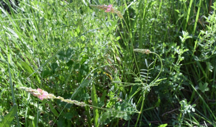 Onobrychis sp. (Mill.)