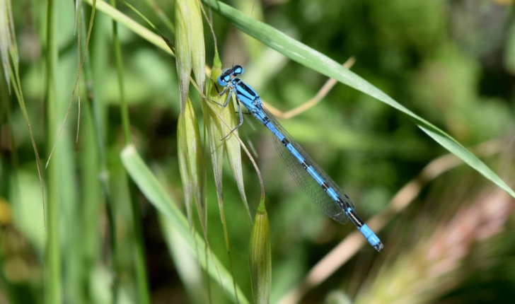 Coenagrion sp, Ceriagrion sp, Ishnura sp, Enallagma sp