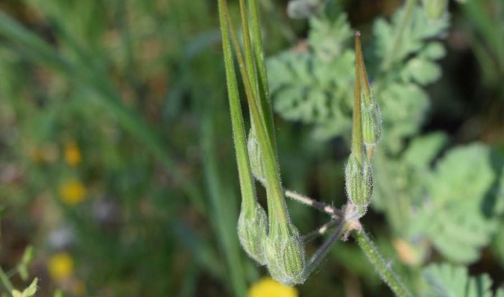 Erodium ciconium (L.) L'Hér., 1789 