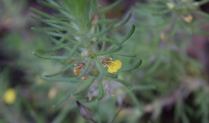 Ajuga chamaepitys (L.) Schreb.