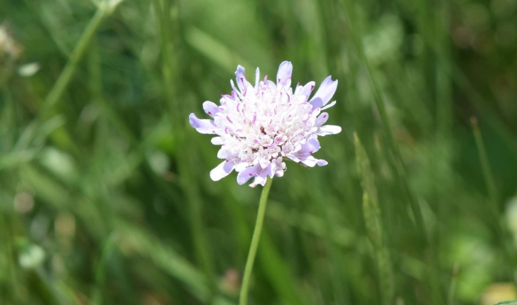 Knautia, Scabiosa, Cephalaria, Centaurea (Linné, 1823)