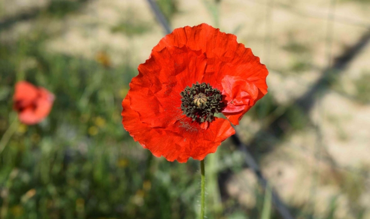 Papaver rhoeas L.