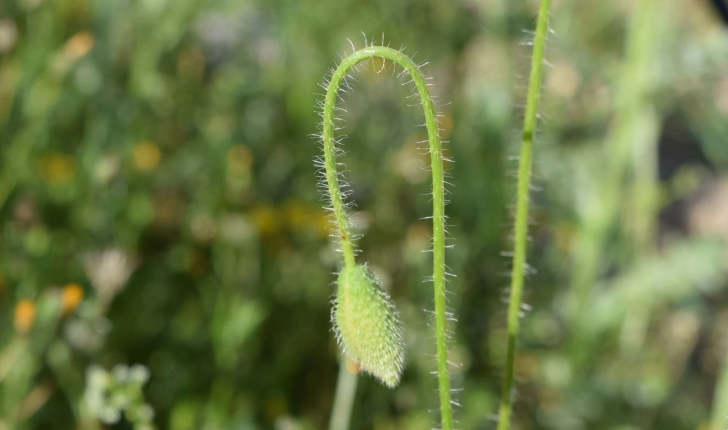Papaver rhoeas L.
