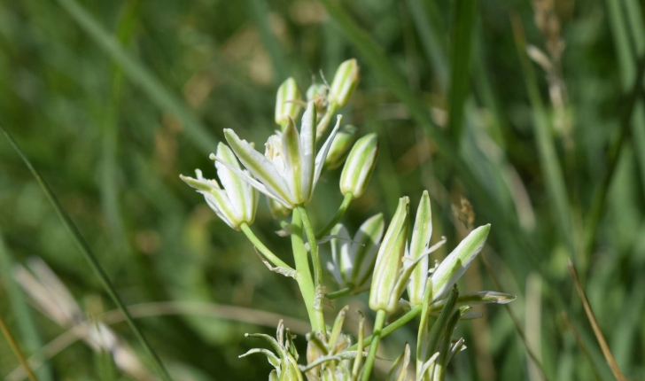 Loncomelos pyrenaicus (L.) Hrouda, 1988