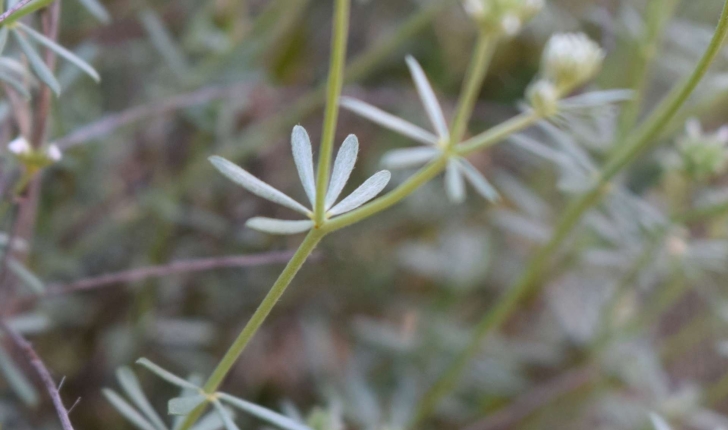 Dorycnium pentaphyllum (Scopoli, 1772)