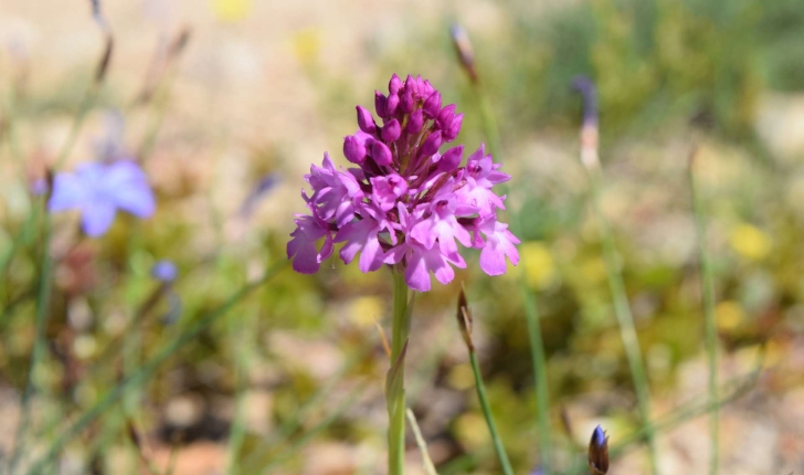 Orchis pyramidal - inflorescence (Crédits : Léa Charbonnier)