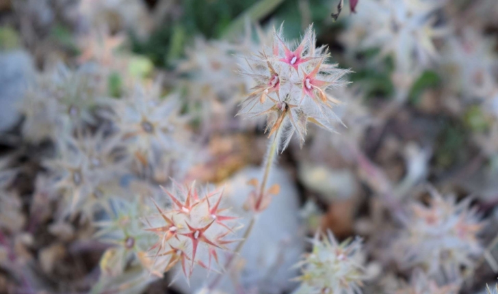 Trifolium stellatum L., 1753