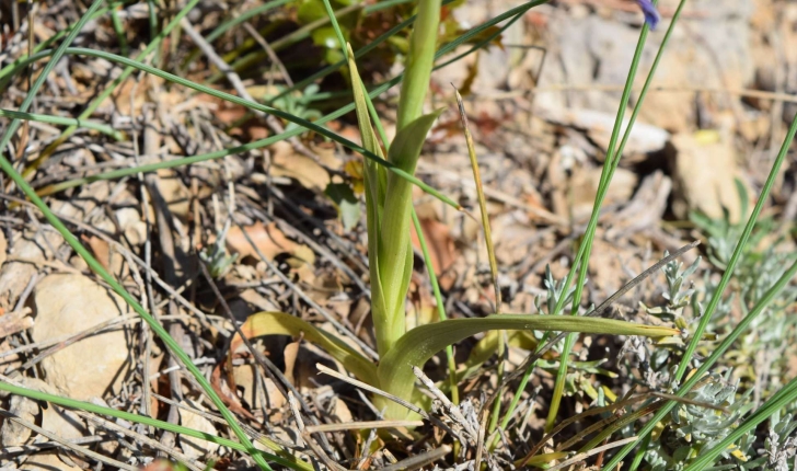 Anacamptis pyramidalis (L.) Rich., 1817