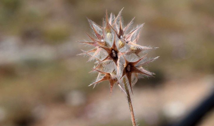 Trifolium stellatum L., 1753